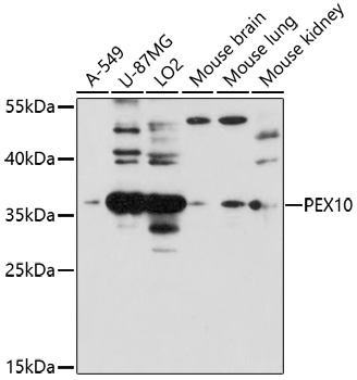 Anti-PEX10 Antibody (CAB16949)