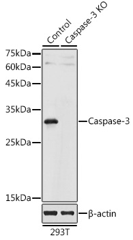 Anti-Caspase-3 Antibody [KO Validated] (CAB11953)