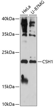 Anti-CSH1 Antibody (CAB14528)