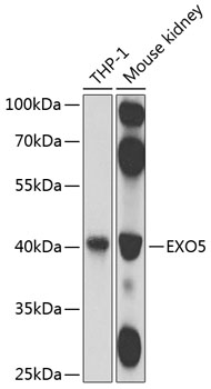 Anti-Exonuclease V Polyclonal Antibody (CAB8507)