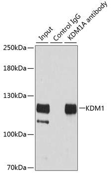 Anti-KDM1 Antibody [KO Validated] (CAB1156)