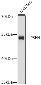 Anti-P3H4 Antibody (CAB13754)