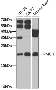 Anti-PMCH Antibody (CAB6692)