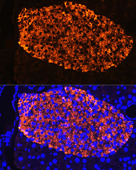 Anti-Insulin Antibody (CAB2090)