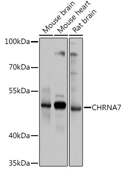 Anti-CHRNA7 Antibody (CAB1588)