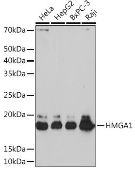 Anti-HMGA1 Antibody (CAB4343)