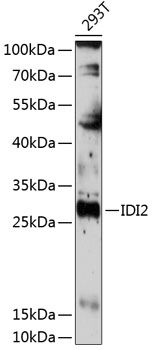 Anti-IDI2 Antibody (CAB14434)