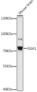 Western blot analysis of extracts of Mouse brain, using GGA1 antibody at 1:1000 dilution. Secondary antibody: HRP Goat Anti-Rabbit IgG (H+L) at 1:10000 dilution. Lysates/proteins: 25ug per lane. Blocking buffer: 3% nonfat dry milk in TBST. Detection: ECL Basic Kit. Exposure time: 60s.