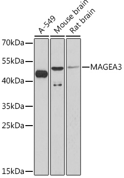 Anti-MAGEA3 Antibody (CAB16915)