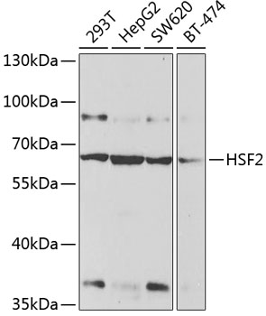 Anti-HSF2 Antibody (CAB2747)