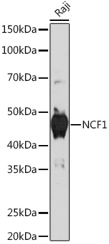 Anti-NCF1 Antibody (CAB5143)