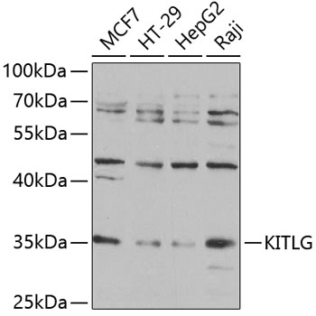 Anti-KITLG Antibody (CAB5672)