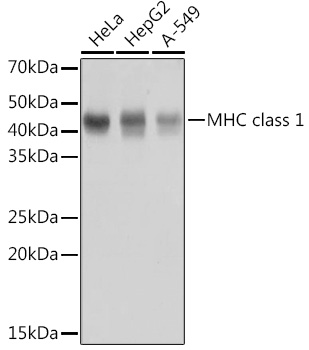 Anti-MHC class 1 Antibody