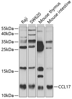 Anti-CCL17 Antibody (CAB2854)