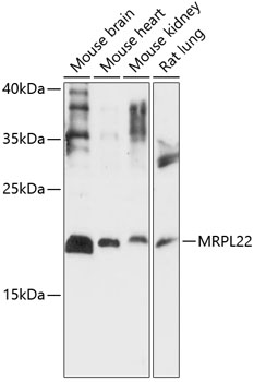 Anti-MRPL22 Antibody (CAB14586)