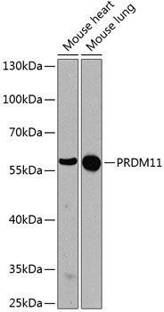 Anti-PRDM11 Polyclonal Antibody (CAB8502)