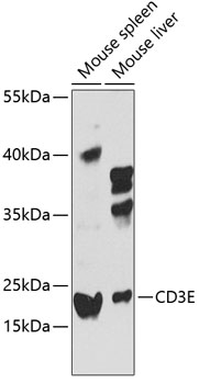 Anti-CD3E Antibody (CAB12413)