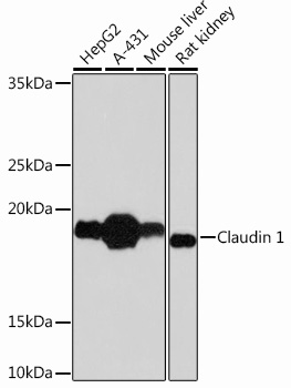 Anti-Claudin 1 Antibody