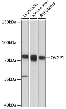 Anti-OVGP1 Antibody (CAB13036)