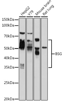 Anti-BSG Antibody (CAB13954)