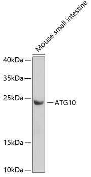 Anti-ATG10 Antibody (CAB7390)