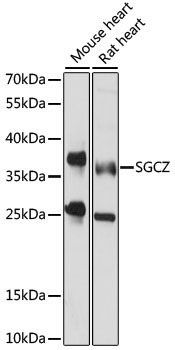 Anti-SGCZ Antibody (CAB15958)