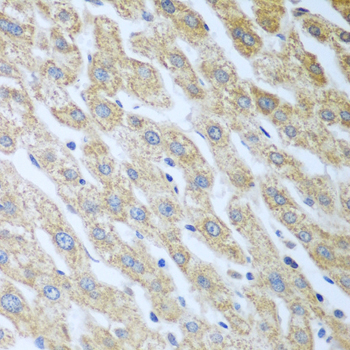 Anti-Eif2ak2 Antibody [KO Validated] (CAB5578)