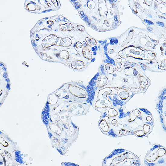 Anti-CD34 Antibody (CAB0761)