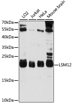 Anti-LSM12 Antibody (CAB15947)