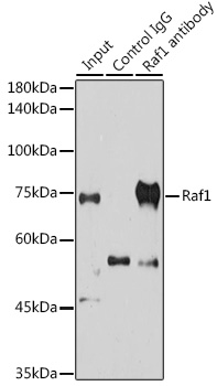 Anti-Raf1 Antibody (CAB0223)