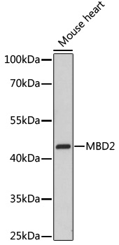 Anti-MBD2 Antibody