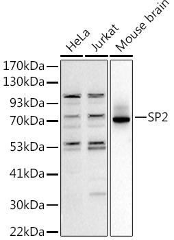 Western blot analysis of extracts of various cell lines, using at 1:1000 dilution. Secondary antibody: HRP Goat Anti-Rabbit IgG (H+L) at 1:10000 dilution. Lysates/proteins: 25ug per lane. Blocking buffer: 3% nonfat dry milk in TBST. Detection: ECL Basic Kit. Exposure time: 90s.