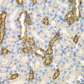 Anti-CNPY3 Antibody (CAB7176)