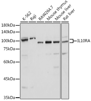 Anti-IL-10RA Antibody (CAB1830)