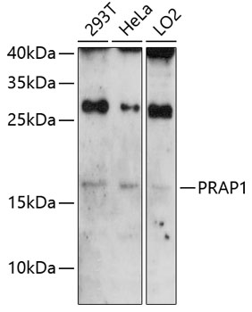 Anti-PRAP1 Polyclonal Antibody (CAB8770)