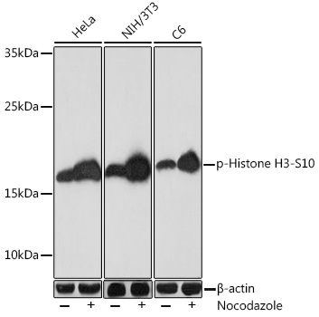 Anti-Phospho-Histone H3-S10 pAb (CABP0840)