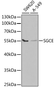 Anti-SGCE Antibody (CAB5330)