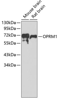 Anti-OPRM1 Antibody (CAB7264)