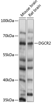 Anti-DGCR2 Antibody (CAB14267)