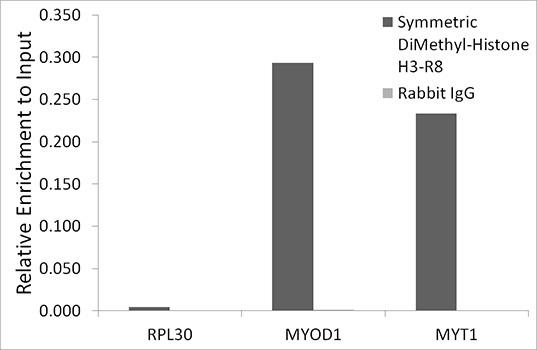 Chromatin immunoprecipitation analysis of extracts of HeLa cells, using Symmetric DiMethyl-Histone H3-R8 antibody and rabbit IgG. The amount of immunoprecipitated DNA was checked by quantitative PCR. Histogram was constructed by the ratios of the immunoprecipitated DNA to the input.