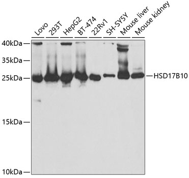 Anti-HSD17B10 Antibody (CAB5448)