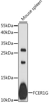 Anti-FCER1G Antibody (CAB12889)