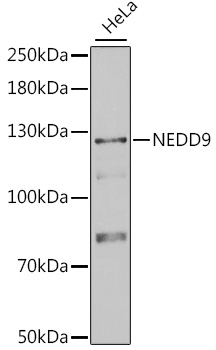 Anti-NEDD9 Antibody (CAB2521)