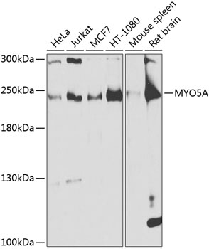 Anti-MYO5A Polyclonal Antibody (CAB9830)