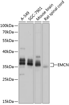 Anti-EMCN Antibody (CAB14131)