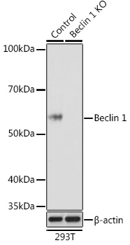 Anti-Beclin 1 Antibody[KO Validated]