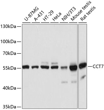 Anti-CCT7 Antibody (CAB12146)