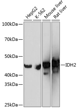 Anti-IDH2 Antibody