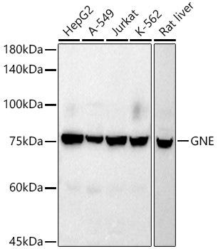Western blot analysis of extracts of various cell lines, using GNE antibody at 1:1000 dilution. Secondary antibody: HRP Goat Anti-Rabbit IgG (H+L) at 1:10000 dilution. Lysates/proteins: 25ug per lane. Blocking buffer: 3% nonfat dry milk in TBST. Detection: ECL Basic Kit. Exposure time: 180s.