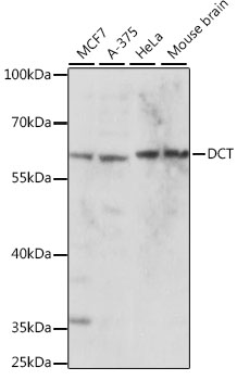 Anti-DCT Antibody (CAB16041)